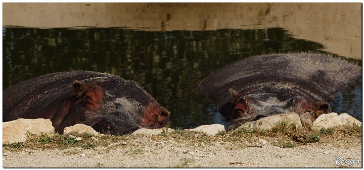 IMGP0175.jpg - Bain de bonheur