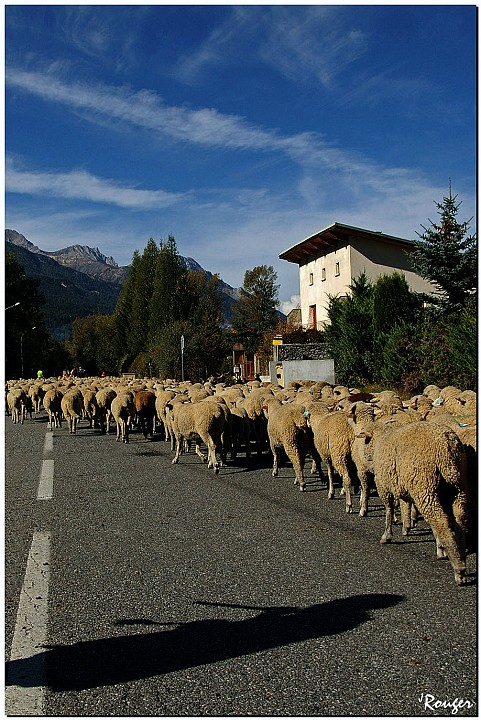 IMGP0793.jpg - Transhumance à Barcelonnette