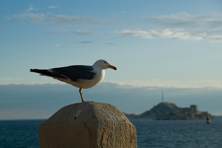 IMGP5961.jpg - Goëland devant le château d'If