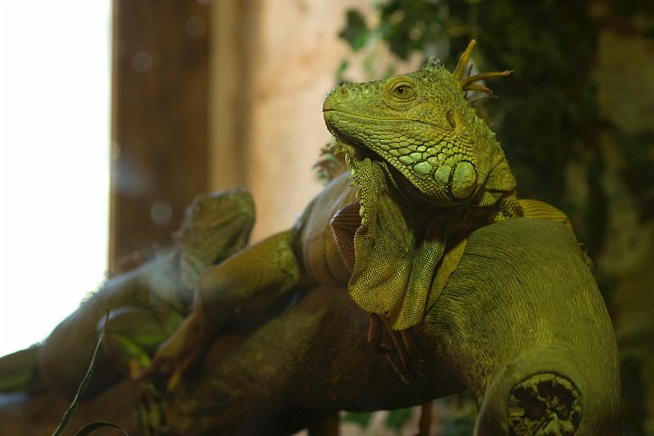 IMGP7077.jpg