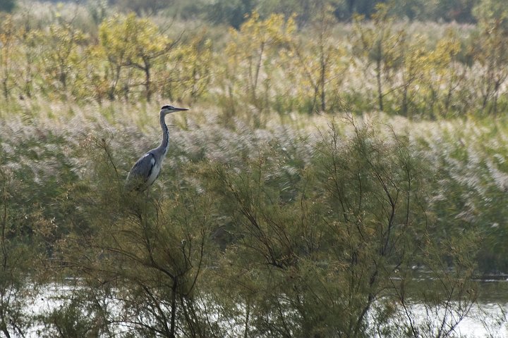IMGP8149.jpg