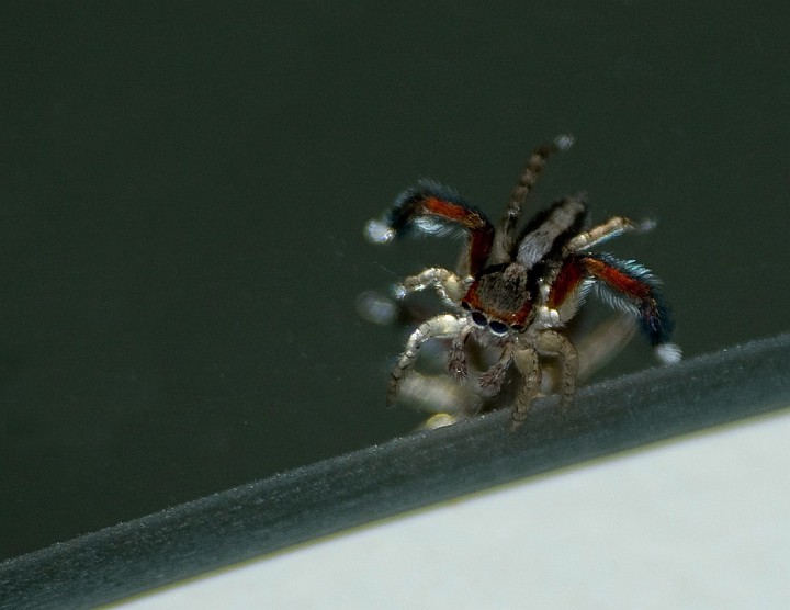 IMGP5130.jpg - Spider on ice