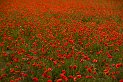 IMGP3758_1