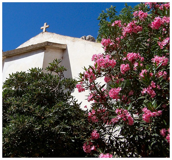 100_0364.jpg - Symboles de Grèce : Laurier, Olivier et église blanche   Athènes, mai 2006 